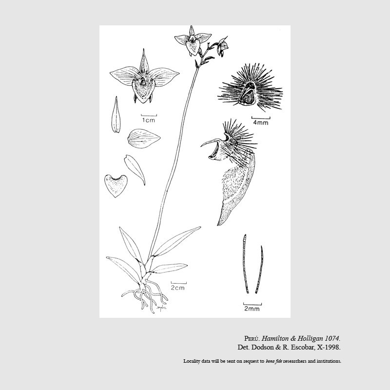 Telipogon jucusbambae